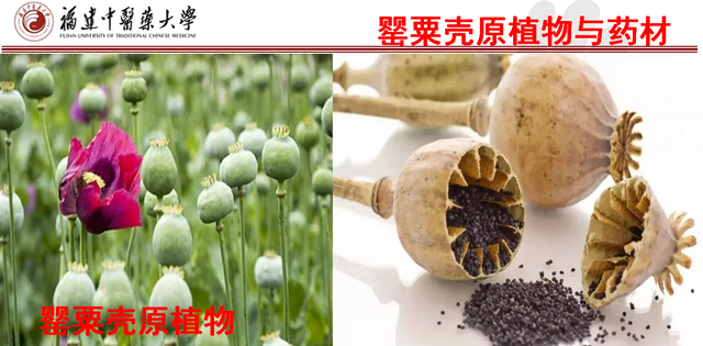 27味收敛固涩中药的性味与功效