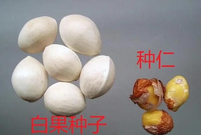 27味收敛固涩中药的性味与功效