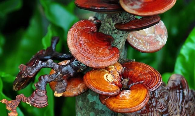 西洋参、灵芝、冬虫夏草怎么吃才有效？吃得不对，就是白花钱