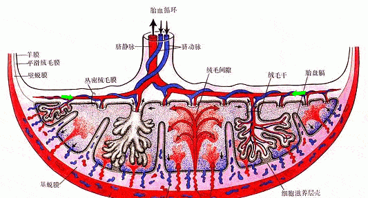 羊胎盘上的薄膜能吃吗有毒吗图2