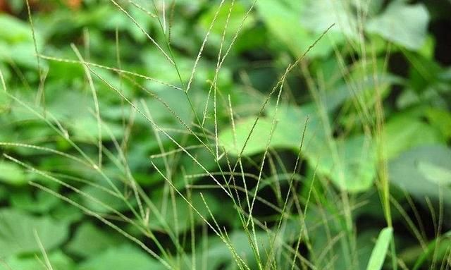 除草剂怎么使用,除草剂怎么使用可以抑制植物生长图1