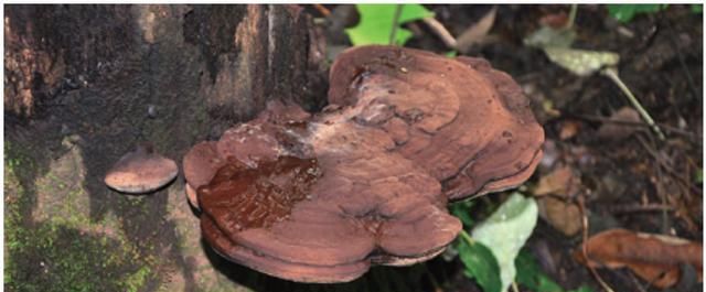「自然科普」树灵芝：菌肉上层木纹彩色