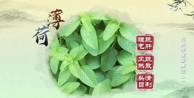 薄荷、藿香、紫苏，辛味叶子的芳香有何功效？