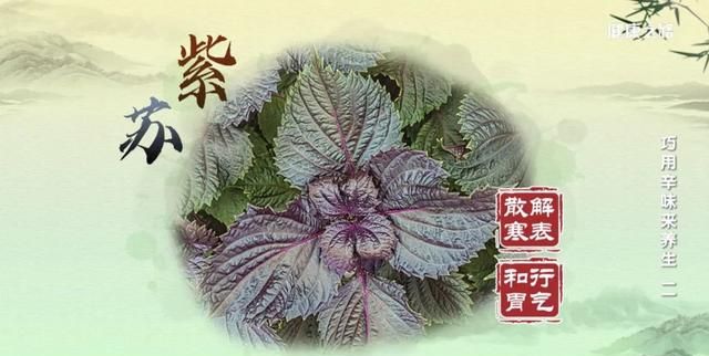 薄荷、藿香、紫苏，辛味叶子的芳香有何功效？