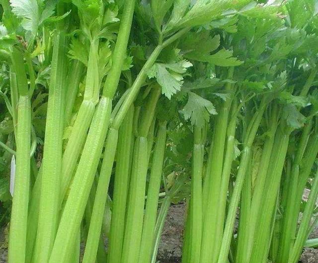 芹菜有什么营养价值和功效(芹菜营养价值成分表)图1