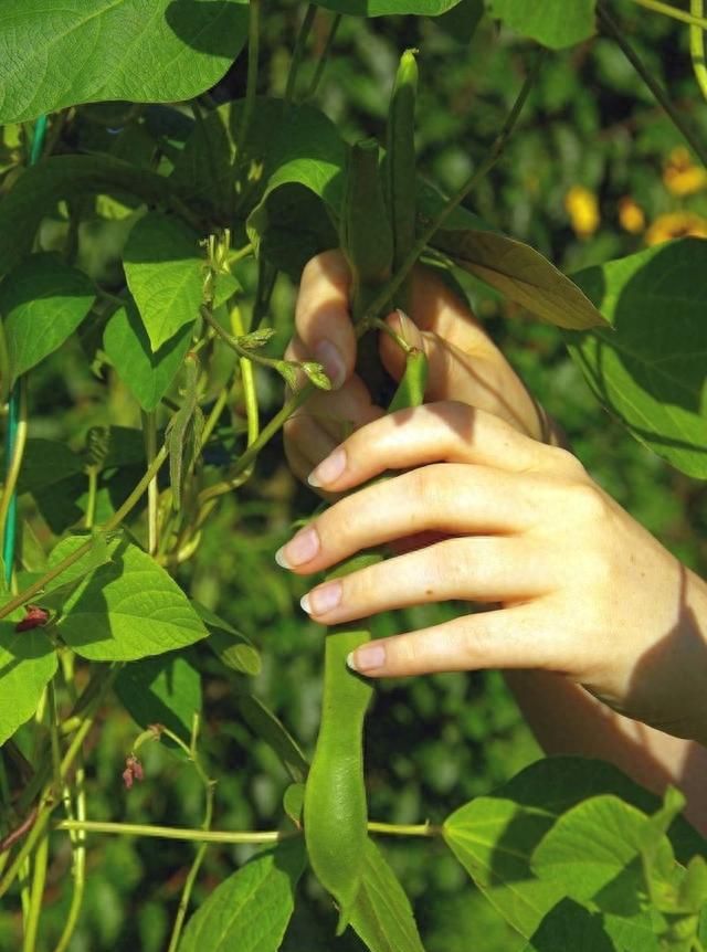 传说中的补肾豆，种植简单，防病是关键