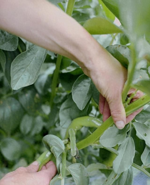 传说中的补肾豆，种植简单，防病是关键