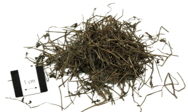 《神农识药》清热解毒药之半枝莲