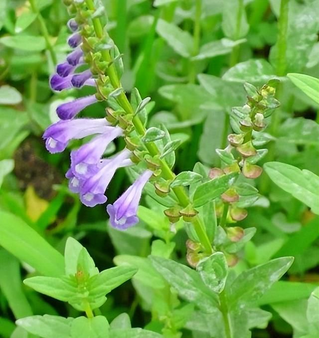 《神农识药》清热解毒药之半枝莲