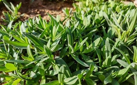 4月遇到山苜楂别手软，比荠菜韭菜鲜，农村遍地是，包饺子吃特香