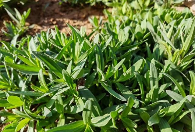 4月遇到山苜楂别手软，比荠菜韭菜鲜，农村遍地是，包饺子吃特香