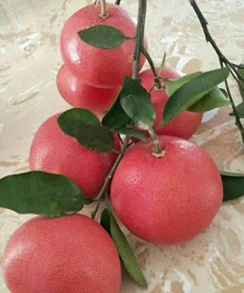 西柚的正确吃法你吃过吗？方法吃对啦！延延益寿、强身健体