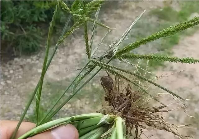 随处可见的牛筋草，农民非常讨厌它，却不知有3大价值，涨知识了