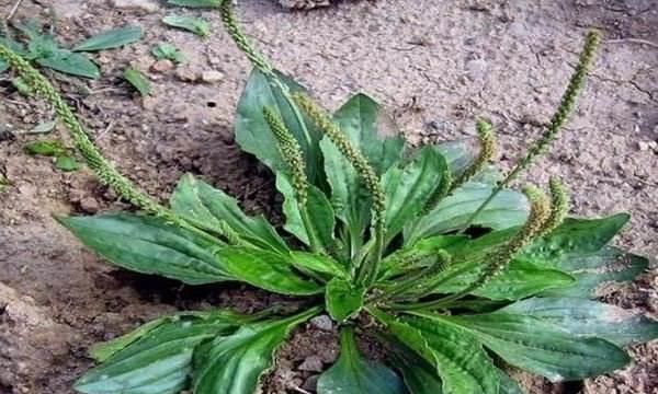 车前草可以做菜吃吗怎么吃,车前草和什么菜搭配最好图10