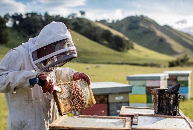 新西兰天然之选 康维他麦卢卡蜂蜜呵护冬季健康