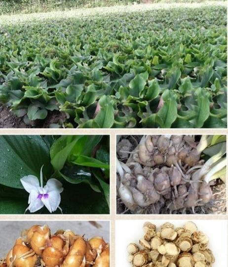 调料沙姜是一种什么样的植物