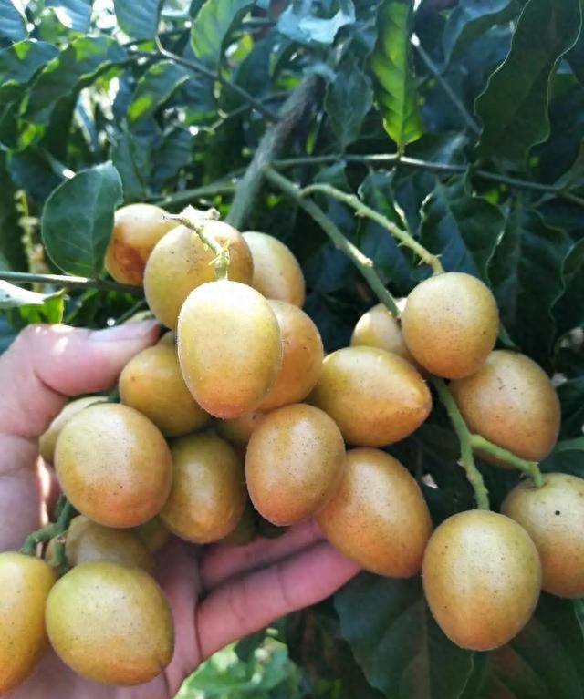 生长在亚热带的凉性水果，连皮带肉都能吃，黄皮你见过吗？