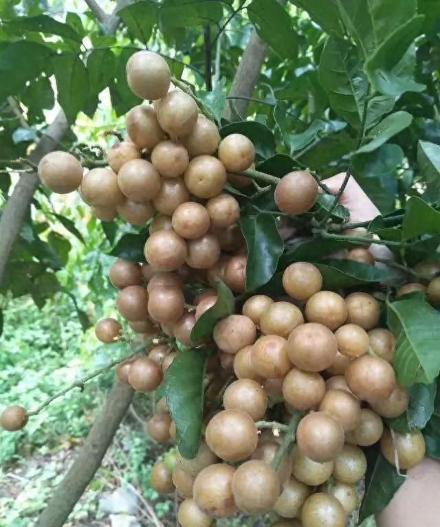 生长在亚热带的凉性水果，连皮带肉都能吃，黄皮你见过吗？