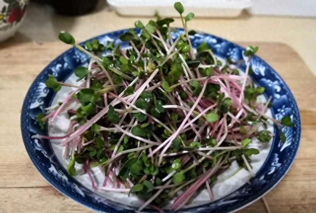 冬天就要多吃这种芽苗菜，洗一洗，拌一拌，清爽微辣，降脂不长肉
