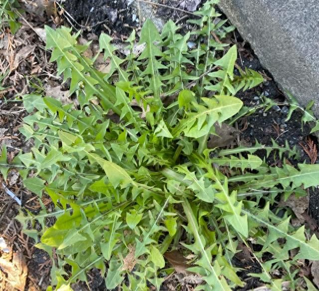 9种常见野菜的好处与吃法，作用一个比一个大，味道一个比一个鲜