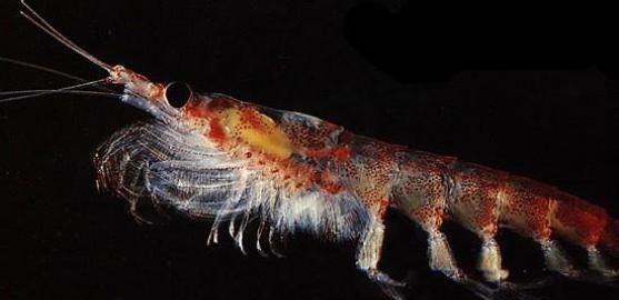 南极磷虾有什么营养,南极磷虾与深海虾哪种更有营养图5