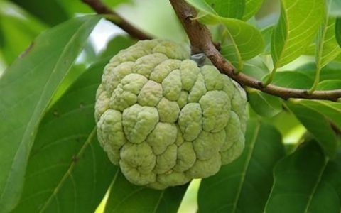 荔枝干的吃法大全窍门