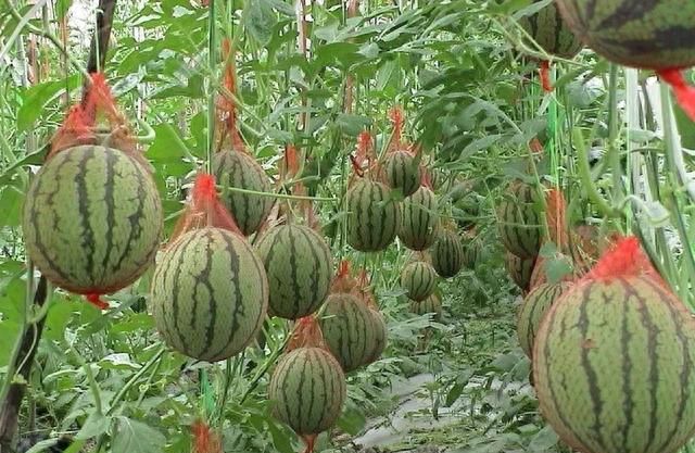 夏季到来，这五种水果蔬菜对身体健康非常好，你知道几个？