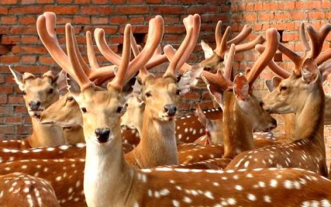 以形补形有没有道理？鹿鞭、狗鞭、牛鞭是否能够补阳？请看真相