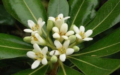 这是什么花呀(这是什么花草啊附图片)