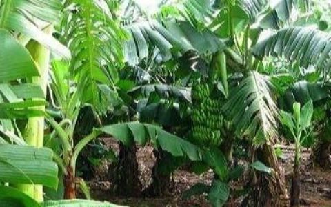 芭蕉树怎么栽种有哪些作用(芭蕉树的种子可以栽种吗)