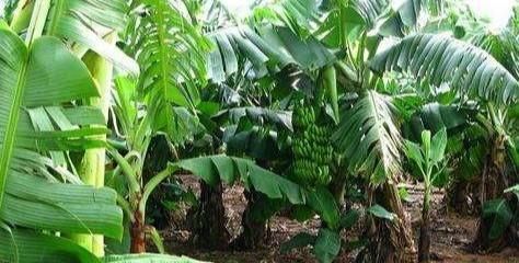 芭蕉树怎么栽种有哪些作用(芭蕉树的种子可以栽种吗)图1