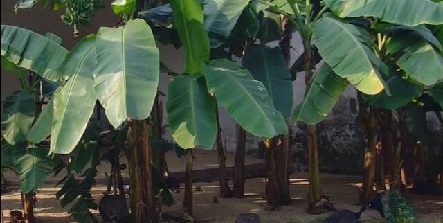 芭蕉树怎么栽种有哪些作用(芭蕉树的种子可以栽种吗)图2