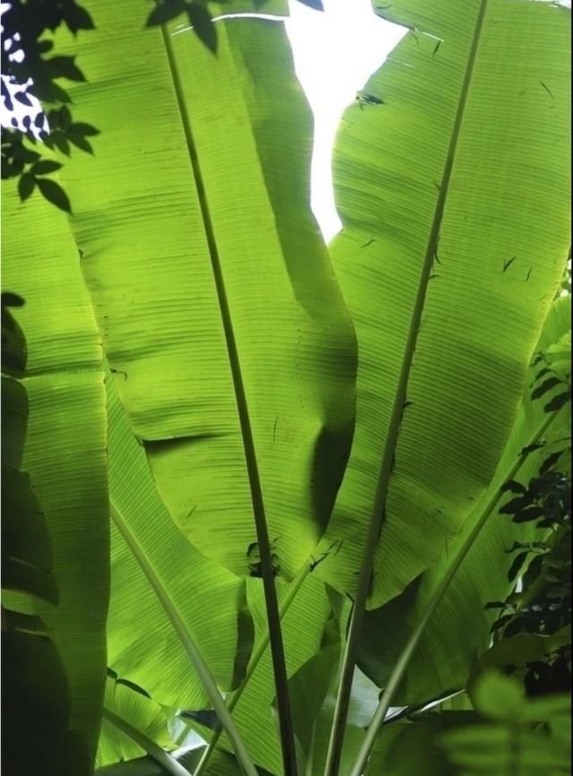 芭蕉树怎么栽种有哪些作用(芭蕉树的种子可以栽种吗)图5