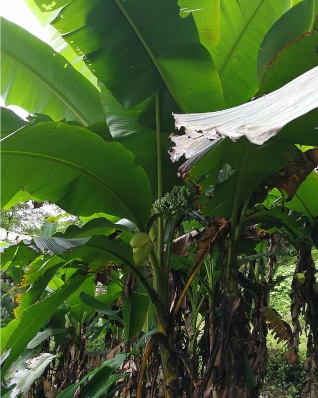 芭蕉树怎么栽种有哪些作用(芭蕉树的种子可以栽种吗)图6