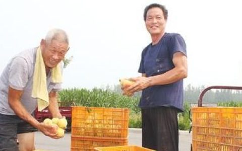 黄桃什么品种好,黄中黄黄桃品种