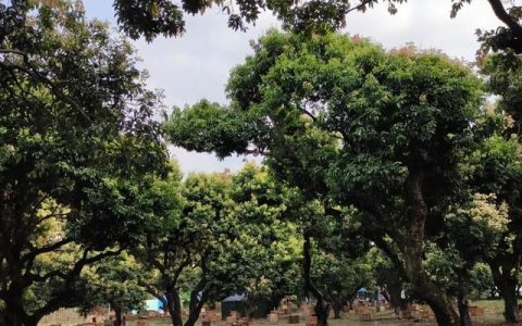 哪里荔枝最好吃个头大,挂绿荔枝好吃吗