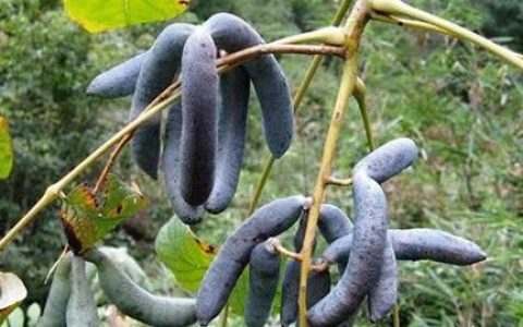 猫屎瓜怎么吃,猫屎瓜是一种什么样的瓜能吃吗