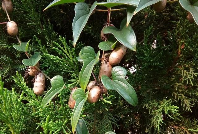 野山药是一种什么样的植物？