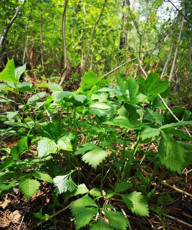 东北山野菜大叶芹的几种常见吃法