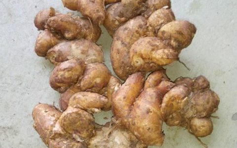 中草药沙姜图片,沙姜适合什么肉类