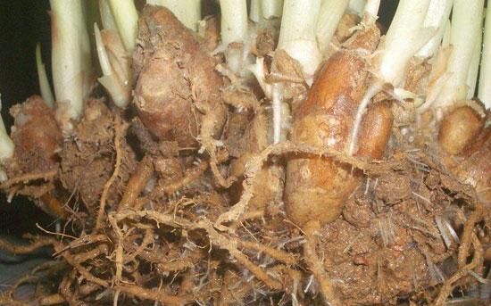 中储草：肉类提鲜增香的绝佳搭档——沙姜
