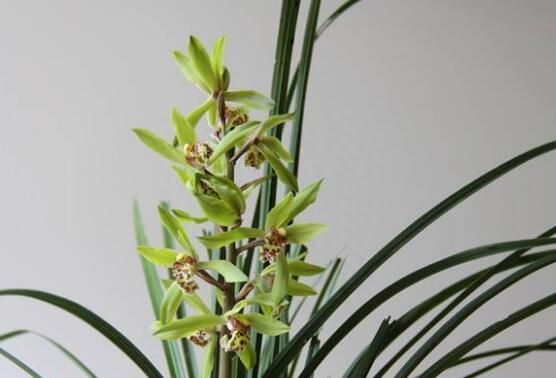 兰花的功效与作用，盘点兰花四大功效与作用