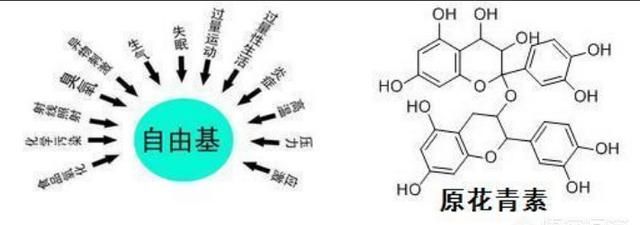 原花青素有什么功效和作用,葡萄籽原花青素的功效和作用图2