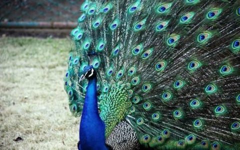 羊胸脯肉怎么做好吃,胸脯肉怎样做才好吃