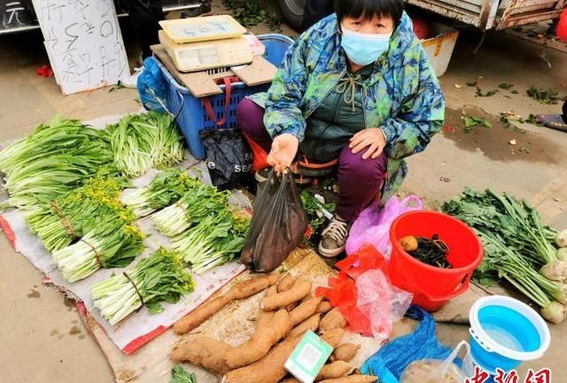 “淀粉之王”木薯：广东台山人冬日的乡间美味