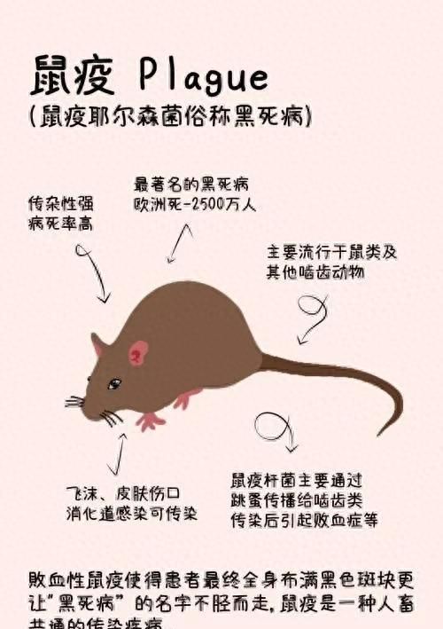 老广说的“一鼠顶三鸡”“鼠肉能治秃顶”是真的吗？