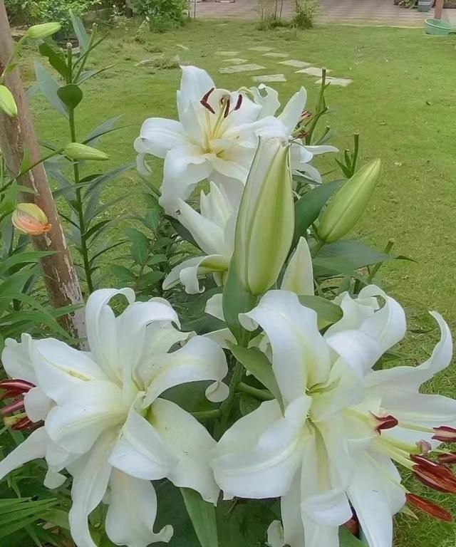 百合花的药用及食用价值探析