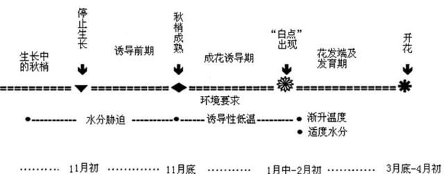 荔枝花为什么要杀叶子图3