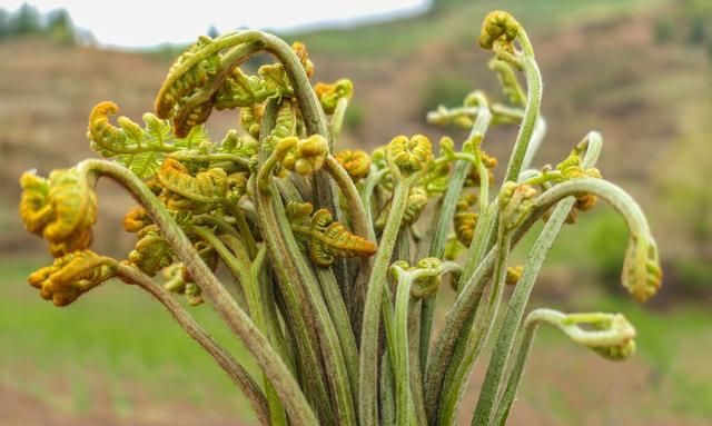 「蕨菜」味鲜营养好：食用需注意这三点