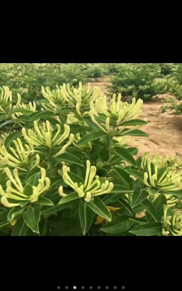 菊花是不是金银花(金银花菊花蒲公英)图5